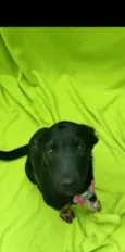 Mel