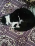 Nilo