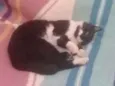 Nilo