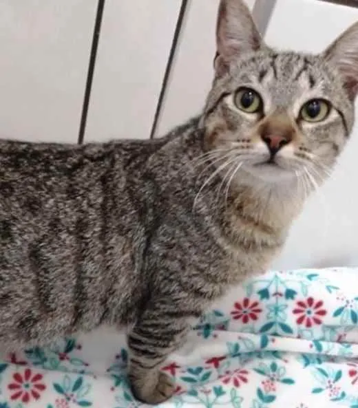Gato ra a Srd idade 7 a 11 meses nome Amália linda bebê 