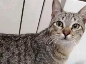 Gato raça Srd idade 7 a 11 meses nome Amália linda bebê 