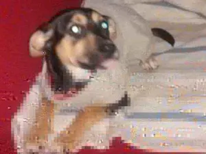 Cachorro raça Srd idade 2 a 6 meses nome Kiara