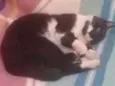Nilo