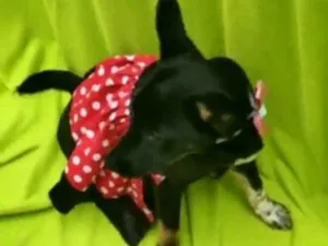 Cachorro raça Srd idade 2 a 6 meses nome Mel