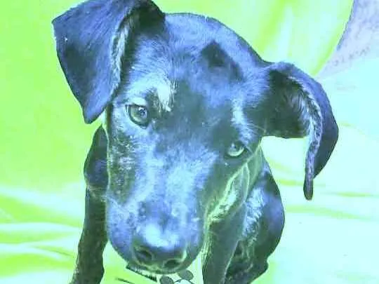 Cachorro ra a Srd idade 2 a 6 meses nome Haj