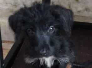 Cachorro ra a Srd idade 2 a 6 meses nome Minnie