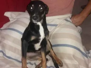 Cachorro raça Srd idade 7 a 11 meses nome Sansão