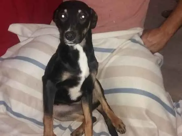Cachorro ra a Srd idade 7 a 11 meses nome Sansão