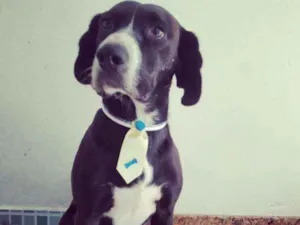 Cachorro raça SRD idade 2 anos nome Bob 