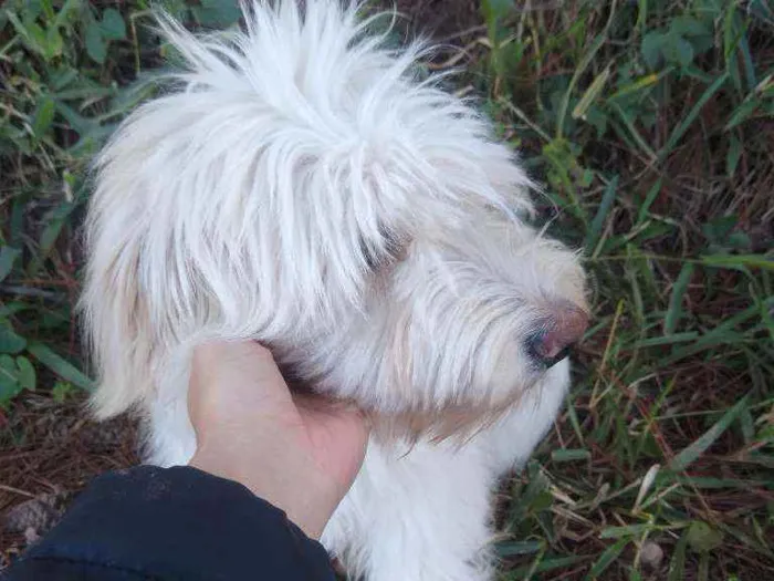 Cachorro ra a Não sei idade  nome Ursinho