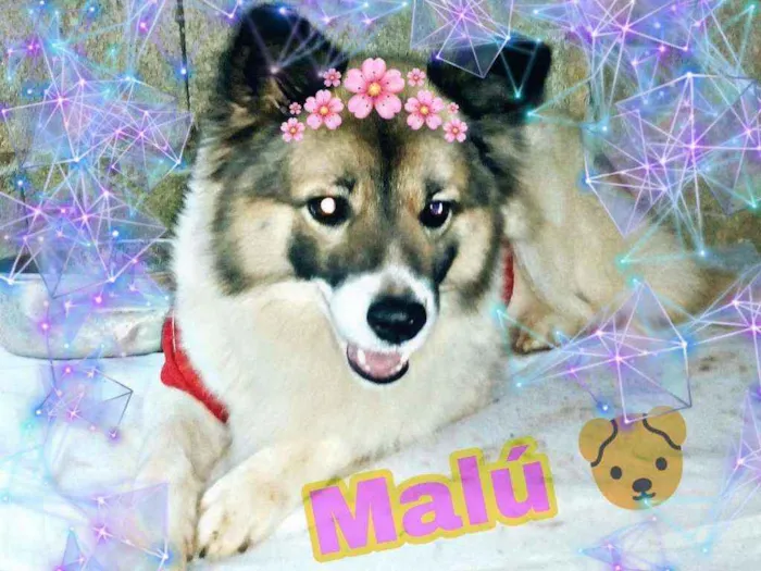 Cachorro ra a Vira lata idade 4 anos nome Malu 