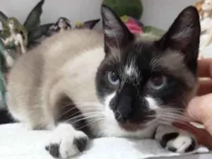 Gato raça Siamês com vira-lata  idade 7 a 11 meses nome Rafinha lindo bebê 