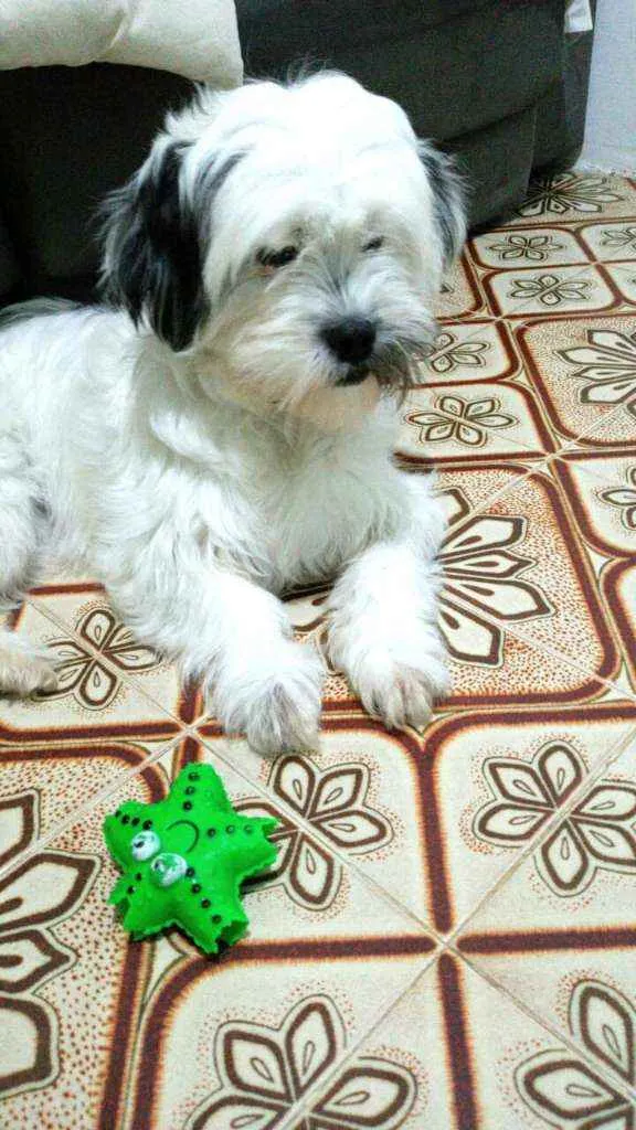 Cachorro ra a Lhasa Apso  idade 2 anos nome Belinha 