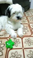 Belinha