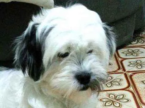 Cachorro ra a Lhasa Apso  idade 2 anos nome Belinha 