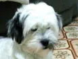 Belinha