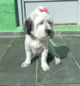 Belinha