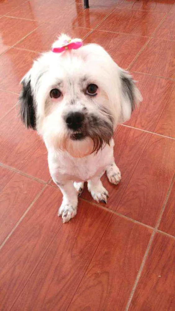 Cachorro ra a Lhasa Apso  idade 2 anos nome Belinha 