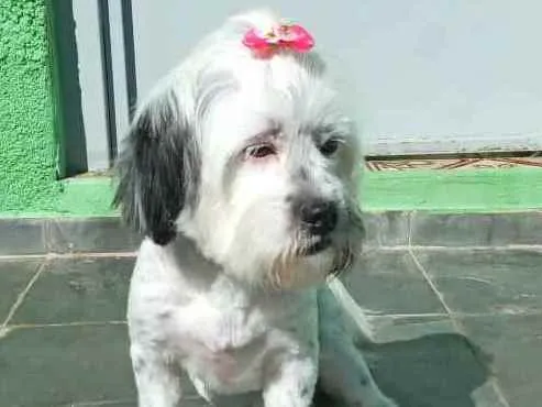 Cachorro ra a Lhasa Apso  idade 2 anos nome Belinha 