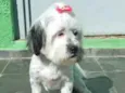 Belinha