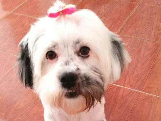 Cachorro ra a Lhasa Apso  idade 2 anos nome Belinha 