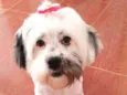 Belinha