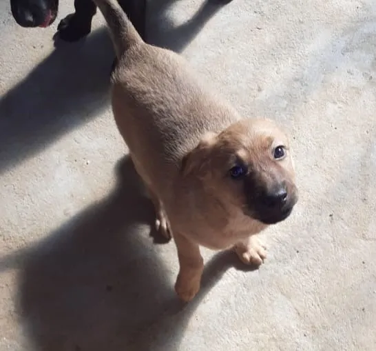 Cachorro ra a srd idade  nome Lolla