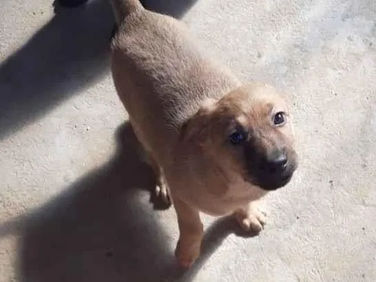 Cachorro ra a srd idade  nome Lolla