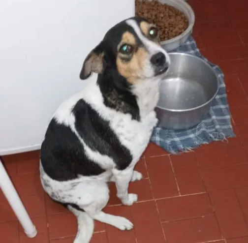Cachorro ra a SRD idade 7 a 11 meses nome Nina 