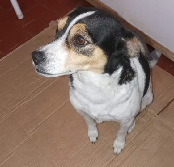Cachorro ra a SRD idade 7 a 11 meses nome Nina 