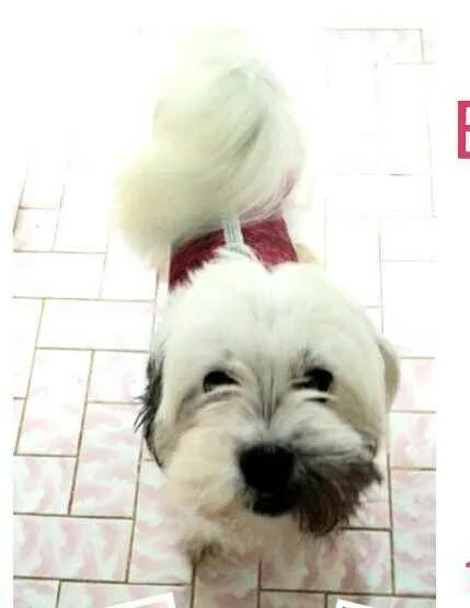 Cachorro ra a Lhasa Apso  idade 2 anos nome Belinha 