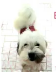 Belinha