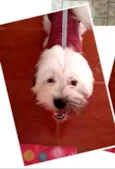 Belinha