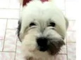 Belinha
