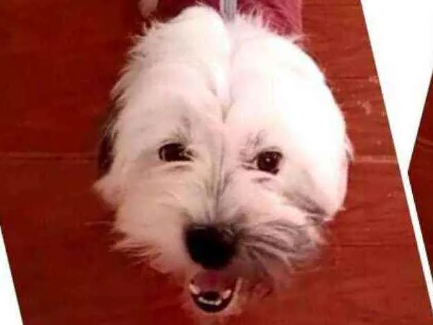 Cachorro ra a Lhasa Apso  idade 2 anos nome Belinha 