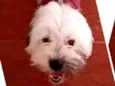 Belinha