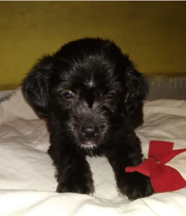 Cachorro raça SRD idade Abaixo de 2 meses nome Filhoes2