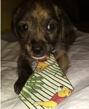 Cachorro raça SRD idade Abaixo de 2 meses nome Filhoes2