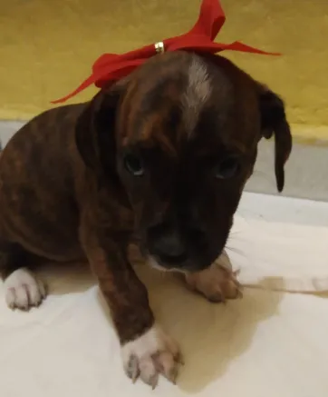 Cachorro raça SRD idade Abaixo de 2 meses nome Filhoes2