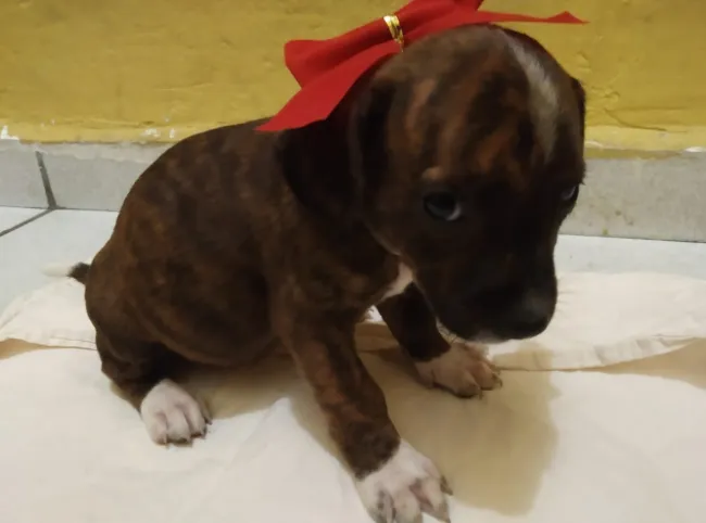 Cachorro raça SRD idade Abaixo de 2 meses nome Filhoes2