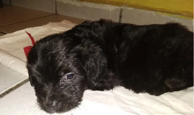 Cachorro raça SRD idade Abaixo de 2 meses nome Filhoes2