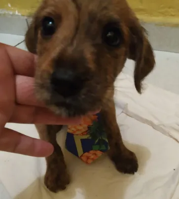 Cachorro raça SRD idade Abaixo de 2 meses nome Filhoes2