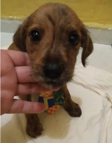 Cachorro raça SRD idade Abaixo de 2 meses nome Filhoes2