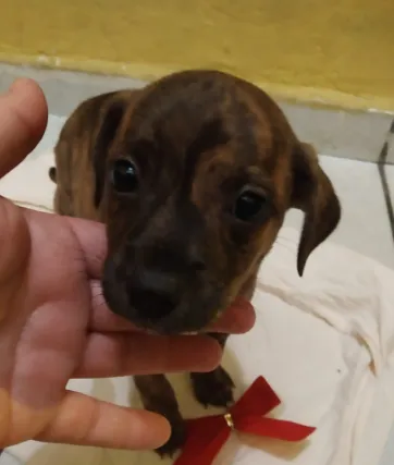 Cachorro raça SRD idade Abaixo de 2 meses nome Filhoes2