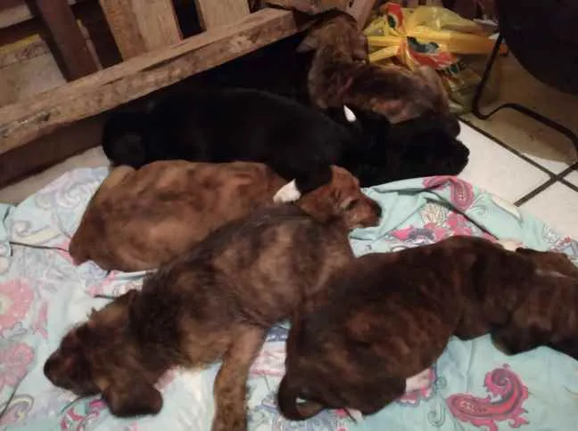 Cachorro raça SRD idade Abaixo de 2 meses nome Filhoes2