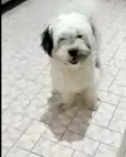 Belinha