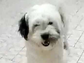 Cachorro ra a Lhasa Apso  idade 2 anos nome Belinha 