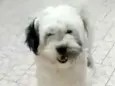 Belinha