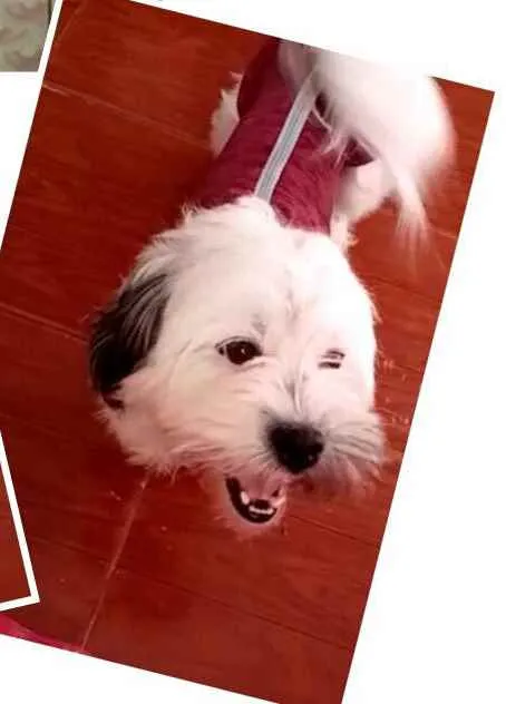 Cachorro ra a Lhasa Apso  idade 2 anos nome Belinha 