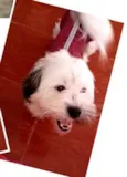 Belinha